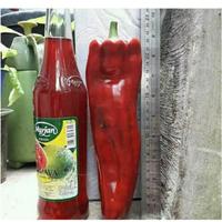 Gambar CABE RAKSASA MERAH -COD - 2 bibit / benih / Biji CABAI RAKSASA / CABE RAKSASA - Seeds Sayur dari taktokseller undefined 3 Tokopedia