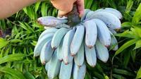 Gambar Bibit Pisang Biru Blue Java Banana Unik Exotic Rasa Buahnya Creamy PREMIUM dari amibusa undefined 4 Tokopedia