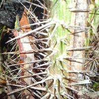 Gambar Termurah dan Terlaris Duri Salak - Batang Pohon Salak 20 pcs dari Flowies Store undefined 1 Tokopedia