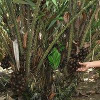 Gambar Termurah dan Terlaris Duri Salak - Batang Pohon Salak 20 pcs dari Flowies Store undefined 4 Tokopedia