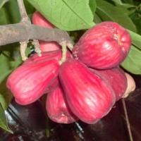 Gambar GROSIR PROMO Bibit tanaman buah jambu air Jamaika Jumbo dari tokok asik undefined 1 Tokopedia