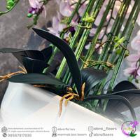 Gambar Brin Artificial Plant - Anggrek Lateks 10 Tangkai - Includ Pot Kerak Bali dari Brin Official Shop undefined 2 Tokopedia