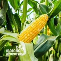 Gambar Benih Jagung Manis Jepang Unggulan Berkualitas biji bibit repack hokkaido tomorokoshi hydroponik hidroponik sayuran tanaman sayur dari bahaudin__s undefined 3 Tokopedia