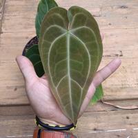 Gambar GROSIR PROMO kuping gajah kalong lidah panjang tanaman hias anthurium dari tokok asik undefined 2 Tokopedia