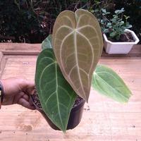 Gambar GROSIR PROMO kuping gajah kalong lidah panjang tanaman hias anthurium dari tokok asik undefined 3 Tokopedia