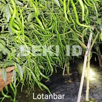 Gambar Benih Cabe CMK Lotanbar 10 Gram Bibit Cabai Merah Keriting Unggul dari DEKI ID New Land undefined 4 Tokopedia