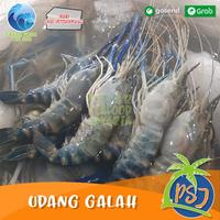 Gambar Udang Galah Segar BESAR sz 4-6 Ekor / Udang galah Fresh / Udang dari Budi Eat undefined 4 Tokopedia