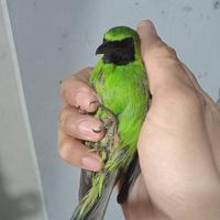 Gambar Burung Cucak Ijo Jantan Bahan Nopeng dari munastore333 undefined 3 Tokopedia