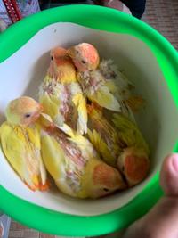 Gambar Lovebird Lolohan Anakan Non Klep Lutino Mm dari munastore333 undefined 2 Tokopedia