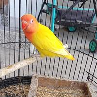 Gambar Lovebird Lutino Mata Merah dari munastore333 undefined 2 Tokopedia