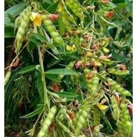 Gambar Sayur Kacang Hiris/Gude segar 100gr dari Zakishop17@ undefined 1 Tokopedia
