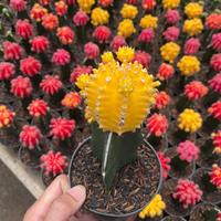 Gambar Kaktus Mini Gymno Merah Kuning Dan Sukulen Koleksi Tanaman Hias Hidup Untuk Hiasan Dekorasi Estetik Taman Dinding Kamar Kantor Murah Gratis Ongkir - 7 dari Xstrip undefined 2 Tokopedia