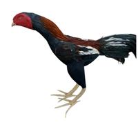 Gambar Boneka Ayam Jago - Boneka Ayam Aduan dan Latihan dari GROSIR INAYAH548 undefined 5 Tokopedia