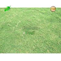 Gambar Rumput Jepang/Peking 1X1 Meter Murah Tbk dari toko oioiyy undefined 2 Tokopedia