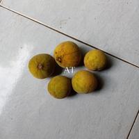 Gambar AnekaAudio- buah kecapi Bogor (1kg) dari nurarniiiiii undefined 4 Tokopedia