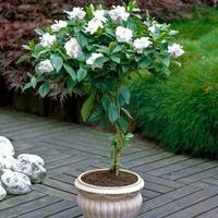 Gambar Benih Biji Gardenia Cape Jasmine Bunga Melati dari andalanpart73 undefined 5 Tokopedia