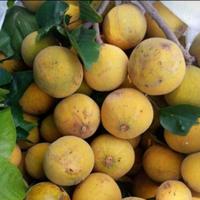 Gambar AnekaAudio- buah kecapi Bogor (1kg) dari nurarniiiiii undefined 2 Tokopedia