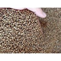 Gambar Ketumbar Hitam ASLI!!! Murni Premium 1KG Kilo Untuk Teh Kesehatan Masak Dll dari trianton undefined 2 Tokopedia