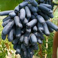 Gambar bibit tanaman buah anggur hitam anggur jari tanpa biji AA14 DD80 PREMIUM dari nailare undefined 1 Tokopedia
