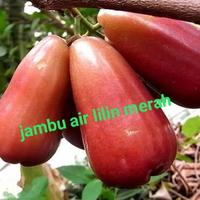 Gambar bibit tanaman buah jambu air lilin merah PREMIUM dari bulared undefined 1 Tokopedia