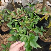 Gambar Tanaman Bibit Cabai Rawit Setan Pohon Cabe Merah Pedas dari LOVE FLOWER13 undefined 4 Tokopedia
