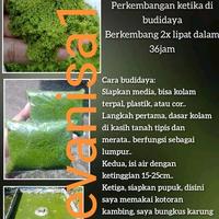Gambar bibit wolffia 50-150 gram benih wolfia dari LOVE FLOWER13 undefined 1 Tokopedia