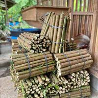 Gambar Bibit Setek Telo Papua Singkong Papua Per Batang 1 kg Muat 15-20 batang bibit dari LOVE FLOWER13 undefined 5 Tokopedia