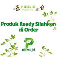 Gambar Bibit Kacang Tanah Super Kualitas Unggul dari LOVE FLOWER13 undefined 4 Tokopedia