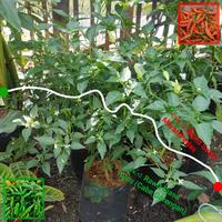 Gambar Tanaman Bibit Cabai Rawit Setan Pohon Cabe Merah Pedas dari LOVE FLOWER13 undefined 5 Tokopedia