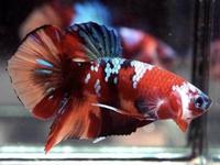 Gambar Pawfect- IKAN CUPANG GIANT MULTICOLOUR TOP GRADE THAILAND dari husemanaba undefined 2 Tokopedia