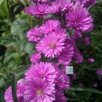 Gambar Bibit Bunga Aster Pikok - Tanaman Bunga Hias Hidup dari TOKO OH12 undefined 3 Tokopedia