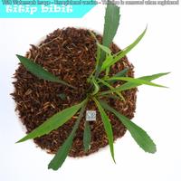 Gambar Bibit Bunga Aster Pikok - Tanaman Bunga Hias Hidup dari TOKO OH12 undefined 4 Tokopedia