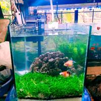 Gambar Aquascape Mini Full Set Aquarium Cupang 20 x 15 x 15 cm Aquarium dari kainstorew undefined 1 Tokopedia