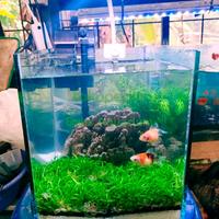 Gambar Aquascape Mini Full Set Aquarium Cupang 20 x 15 x 15 cm Aquarium dari kainstorew undefined 5 Tokopedia