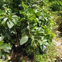 Gambar bibit tanaman buah alpukat kelud jumbo okulasi cepat berbuah besar BARANG SUPER dari marsih undefined 2 Tokopedia