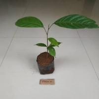Gambar Bibit tanaman langsat bibit langsep buah langsat langsep bukan duku PREMIUM dari lasmi729 undefined 1 Tokopedia