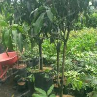Gambar Bibit Mangga Harum Manis Probolinggo Tinggi 2 Meter Batang Besar Bibit Tanaman Super Unggul Asli original dari permata hijau store undefined 2 Tokopedia