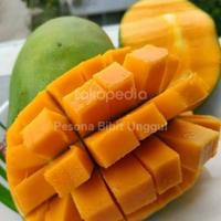 Gambar Bibit Mangga Harum Manis Probolinggo Tinggi 2 Meter Batang Besar Bibit Tanaman Super Unggul Asli original dari permata hijau store undefined 3 Tokopedia