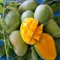 Gambar Bibit Mangga Harum Manis Probolinggo Tinggi 2 Meter Batang Besar Bibit Tanaman Super Unggul Asli original dari permata hijau store undefined 1 Tokopedia