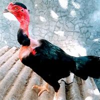 Gambar Ayam Betinababon Saigon mampu menciptakan generasi tangguh dan kuat dari JEKOHST0RE undefined 2 Tokopedia