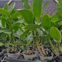 Gambar NEW tanaman hias anggrek dendrobium black papua-anggrek hitam dendro siap dari KONCO TANI- undefined 3 Tokopedia