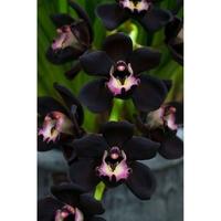 Gambar NEW tanaman hias anggrek dendrobium black papua-anggrek hitam dendro siap dari KONCO TANI- undefined 1 Tokopedia