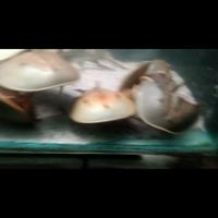 Gambar Ready JT Horseshoe Crab/Belangkas/Kepiting Tapal Kuda/Hidup/Brackish dari bubutoy17 undefined 3 Tokopedia