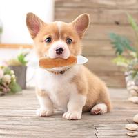 Gambar 1Pc Bones Shape Puppy Plush Squeak Chew Toys for Aggressive Chewe dari Ayunda Ratna Sari undefined 4 Tokopedia