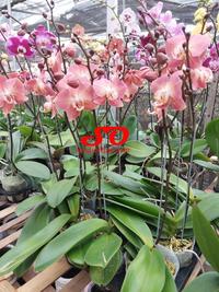 Gambar JAMIN MURAH !!! Anggrek bulan warna bunga merah bata/peach bintik dari Euphoria Bloom undefined 5 Tokopedia