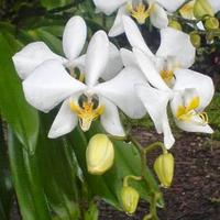 Gambar JAMIN MURAH !!! paket 10 anggrek bulan amabilis ukuran kecil,daun 2 dari Euphoria Bloom undefined 2 Tokopedia