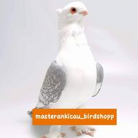 Gambar burung merpati hias sultan santinet sepasang produksi dari Daylan Store undefined 4 Tokopedia