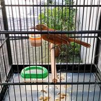 Gambar burung cucak emas papua gacor dari Daylan Store undefined 2 Tokopedia