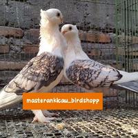 Gambar burung merpati hias sultan santinet sepasang produksi dari Daylan Store undefined 2 Tokopedia