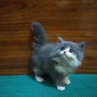 Gambar kucing Persia flatnose Munchkin bicolor dari Daylan Store undefined 1 Tokopedia